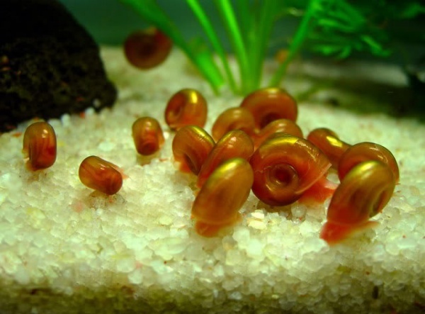 роль моллюсков в аквариуме